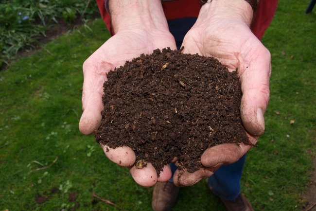 Composting 101: Turning Kitchen Waste into Black Gold