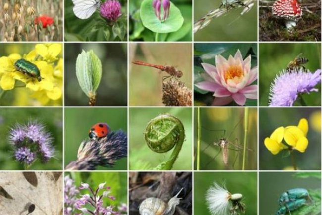 Native Plants: Enhancing Biodiversity in Your Garden