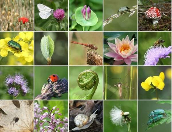 Native Plants: Enhancing Biodiversity in Your Garden