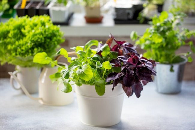 A Beginner's Guide to Growing Your Own Herbs Indoors for a Fresh Twist