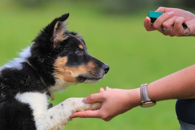 Puppy Training Tips: A Comprehensive Guide for New Dog Owners