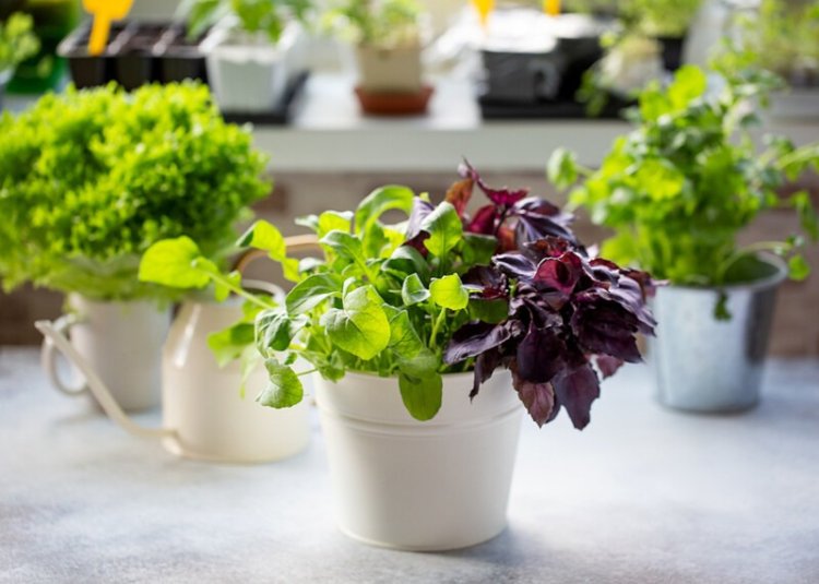A Beginner's Guide to Growing Your Own Herbs Indoors for a Fresh Twist
