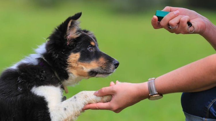 Puppy Training Tips: A Comprehensive Guide for New Dog Owners